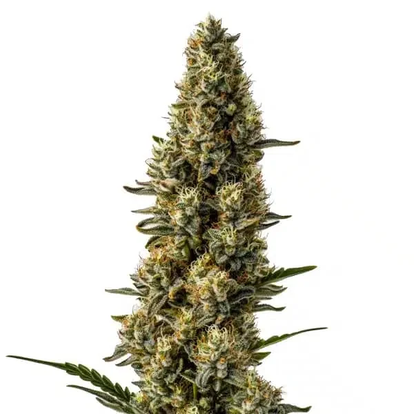 Strawberry Cbd