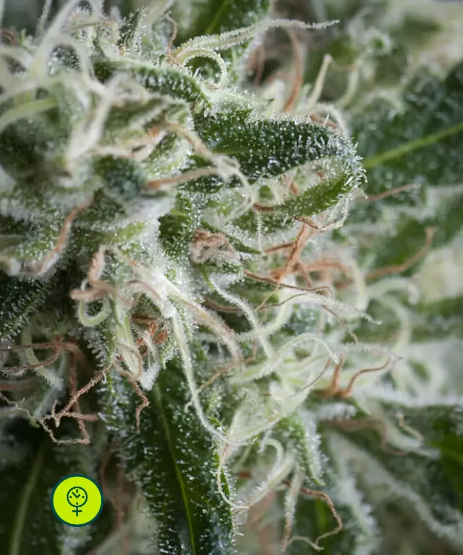 Jack Herer