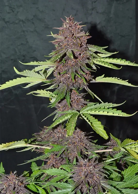 Cbd Blackberry Kush 4