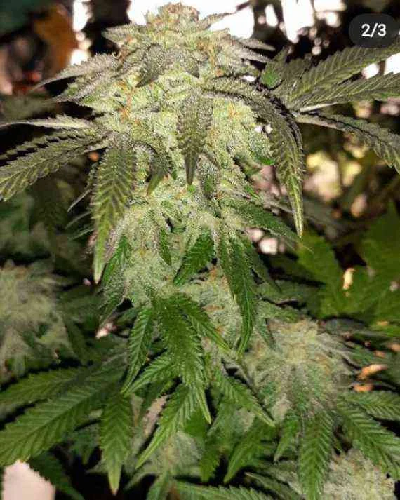Og Devil Skywalker