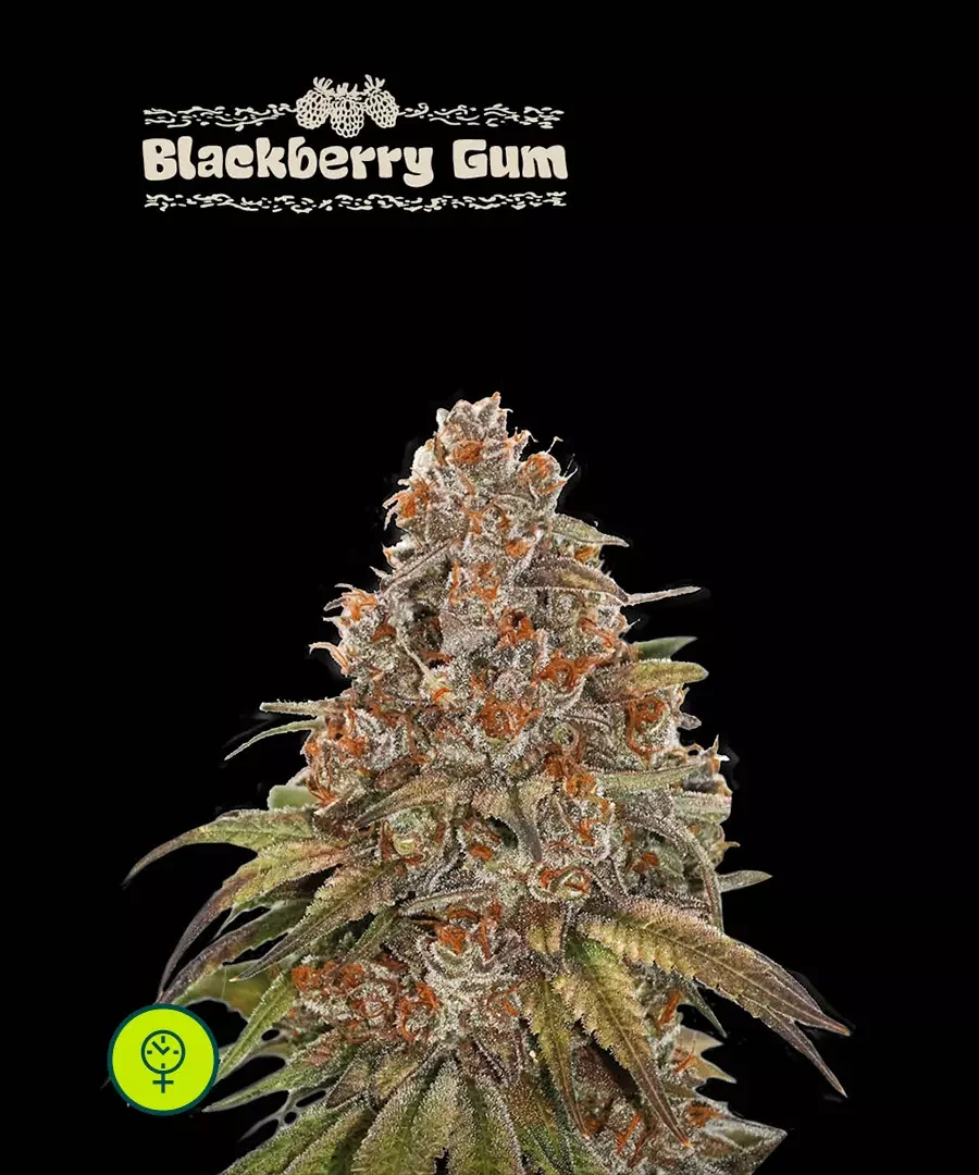 Blackberry Gum 5