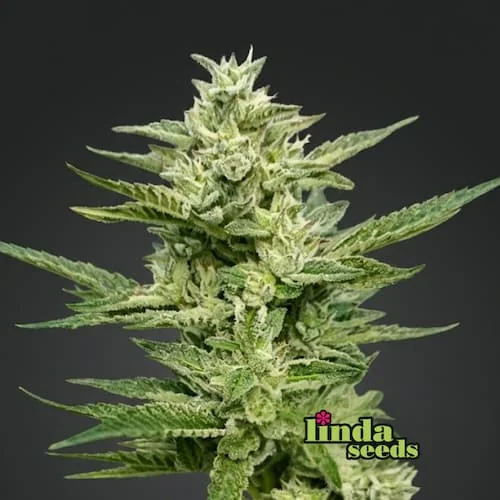 Wedding Cake 3
