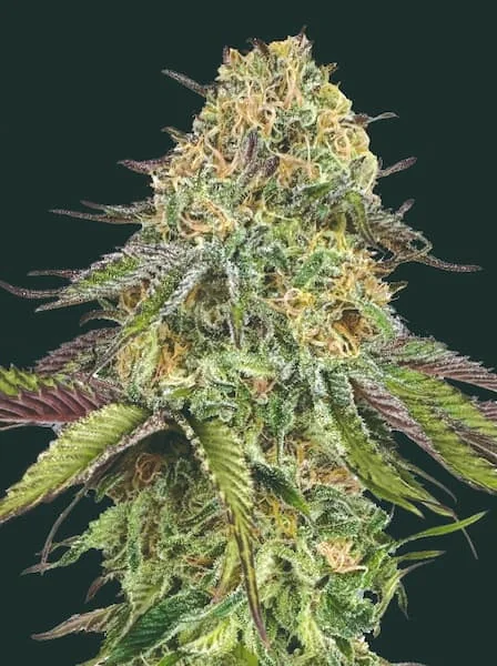 Lemon Cherry Gelato 5
