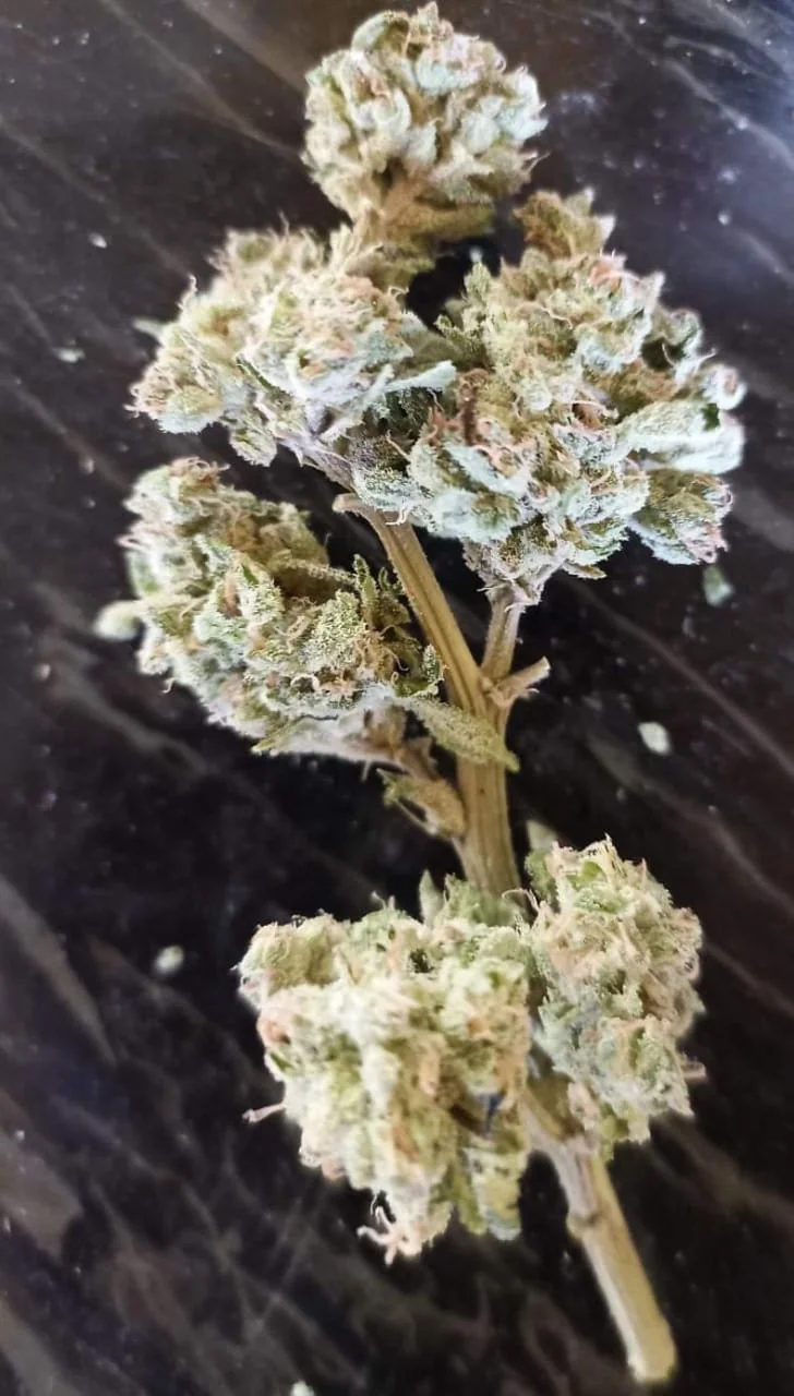 Gorilla Glue