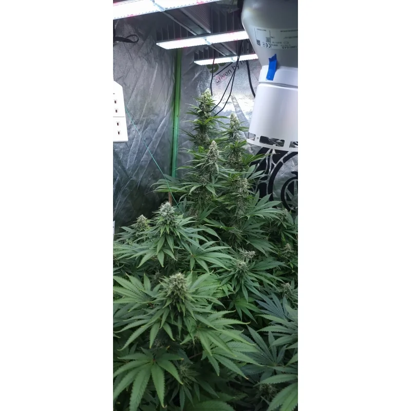 Strawberry Cookies 3