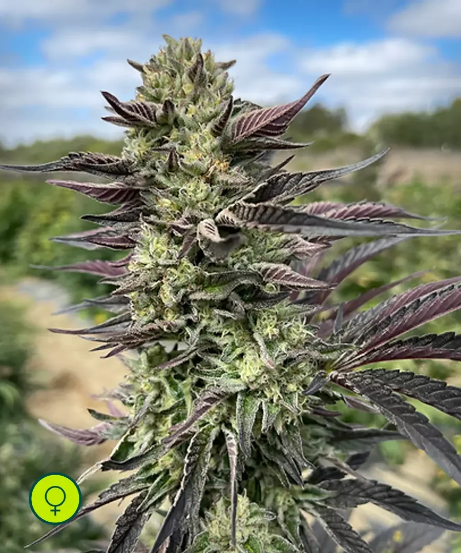 Triangle Gmo