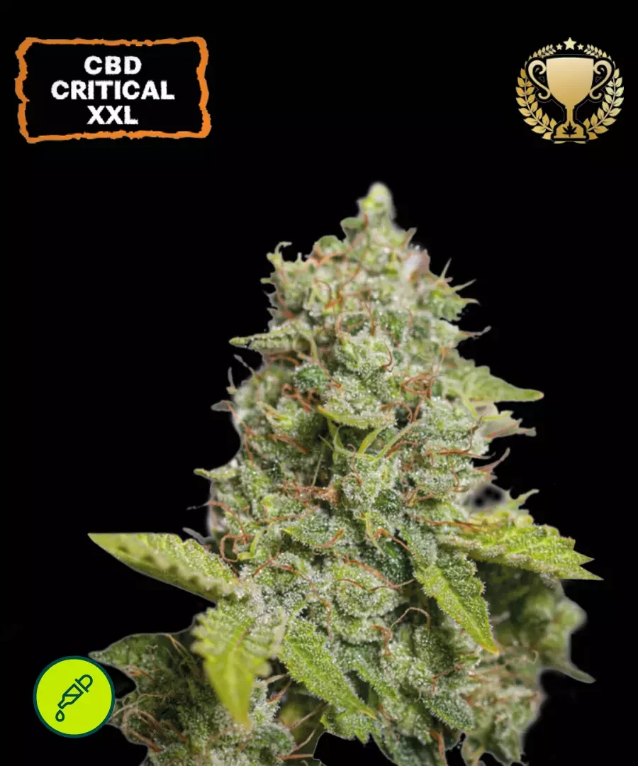 Cbd Critical 3
