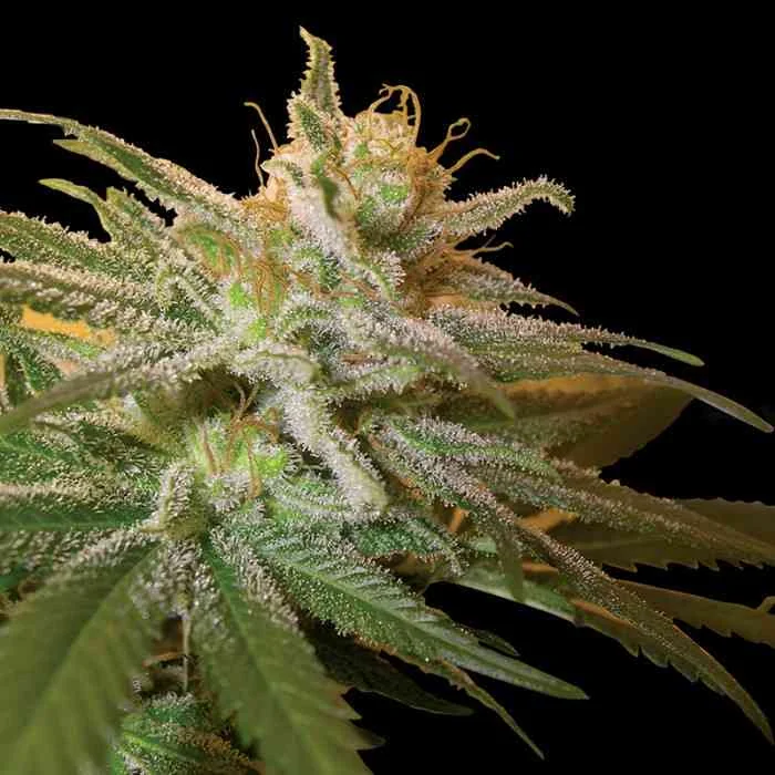 Kushberry 2