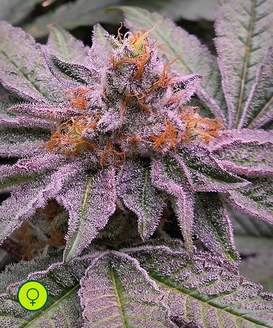 Grape Gelly Zkittles