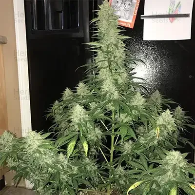 Blue Dream 5
