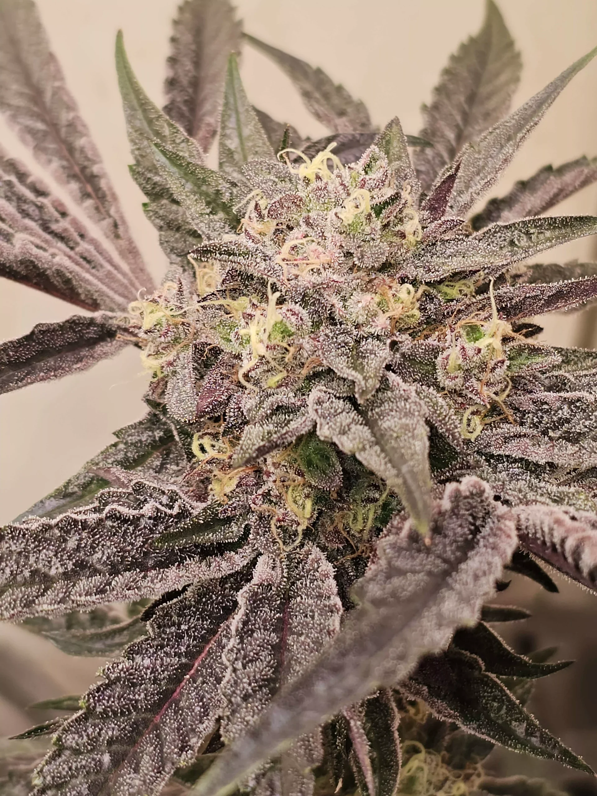 Pink Sherb 5