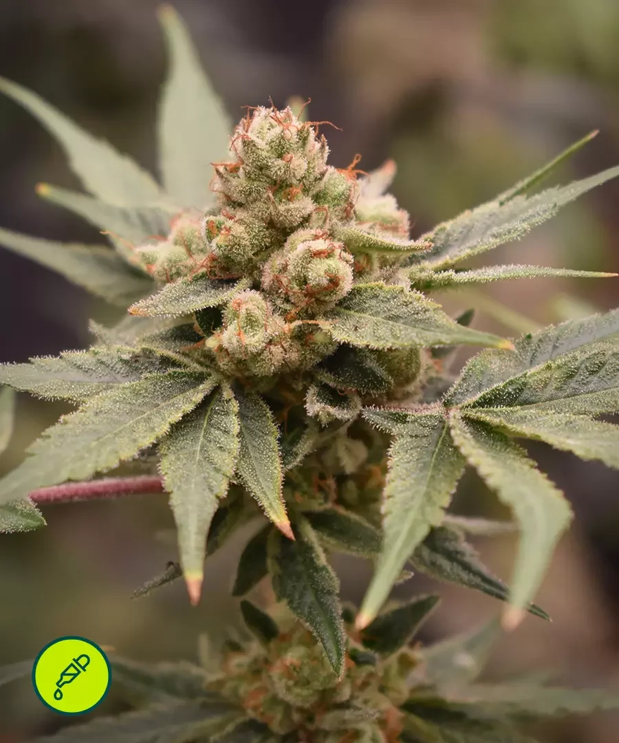Medical Grape Cbd