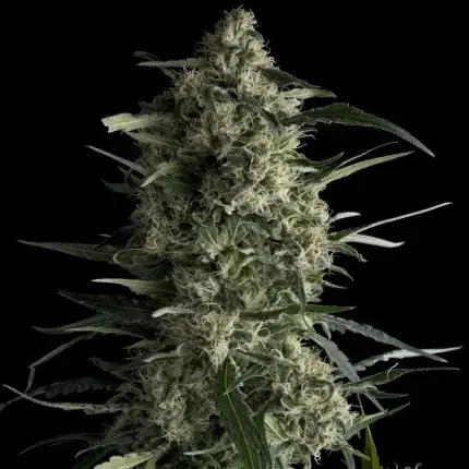 Galaxy 5