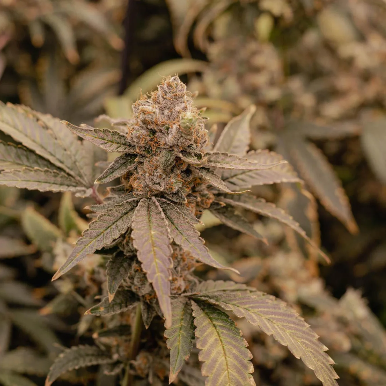 Altai Cbd 3