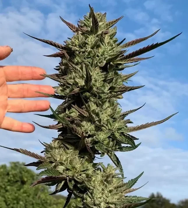 Hi Octane Og 3
