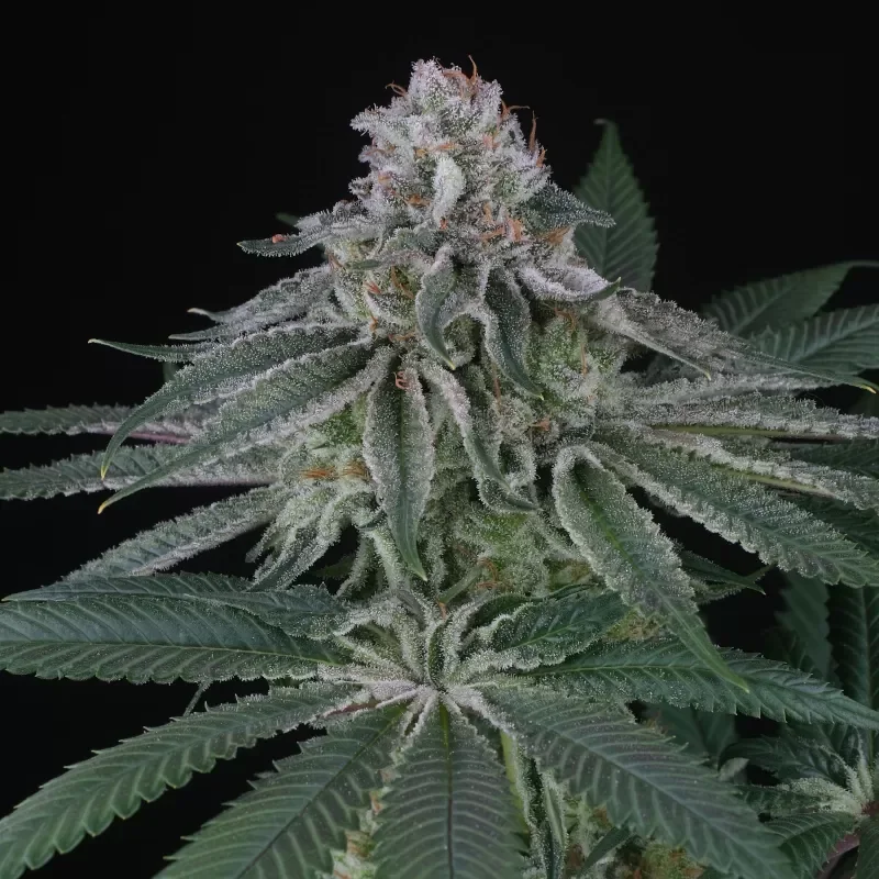 Backyard Banana 4