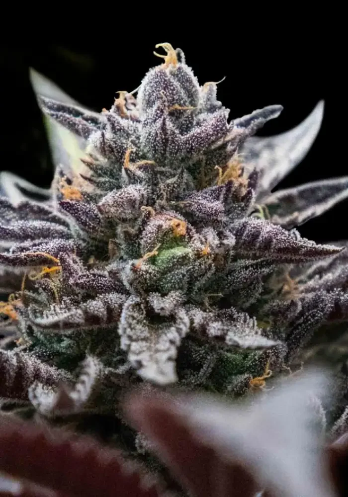 Grape Dulce X Honey Banana 2