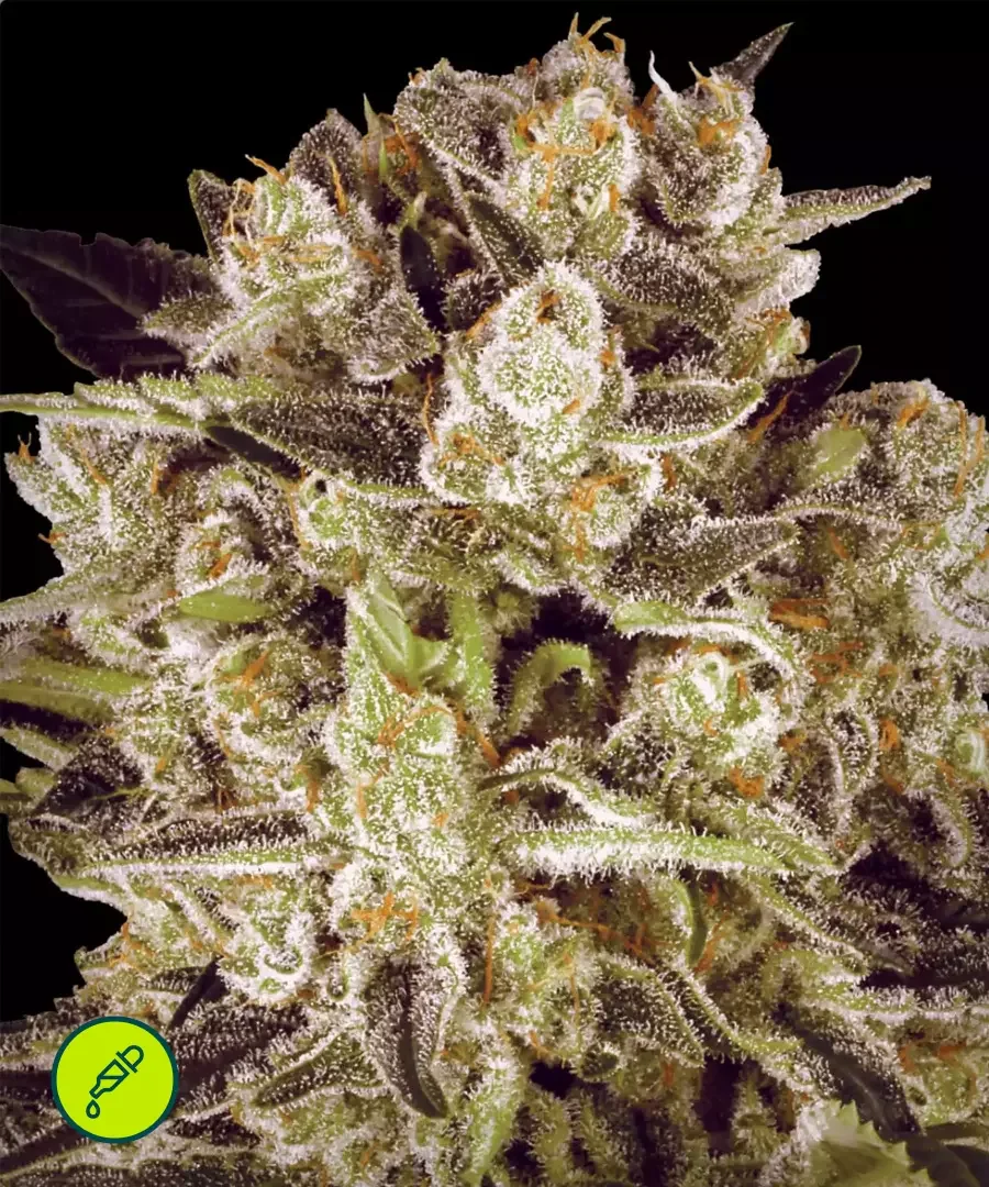 Durga Mata Ii Cbd