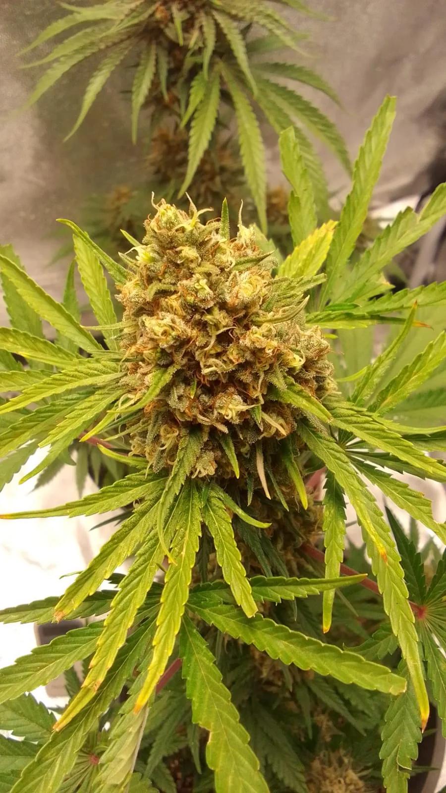 Xxl Critical 2