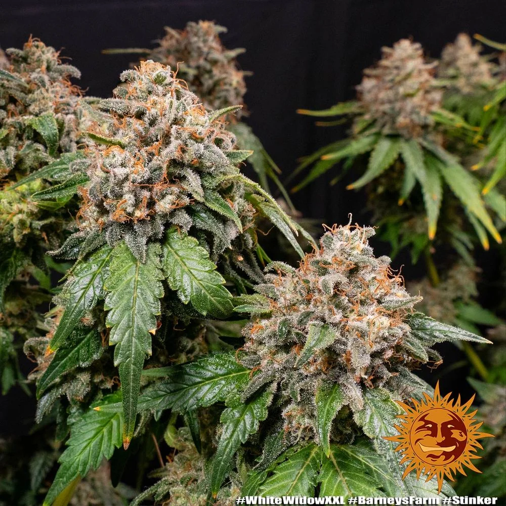 White Widow Xxl 5