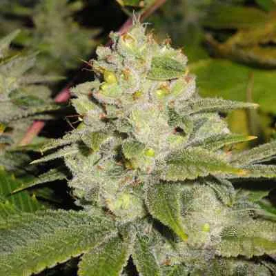 Deadhead Og 4