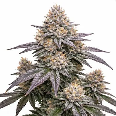 Pineapple Fruz