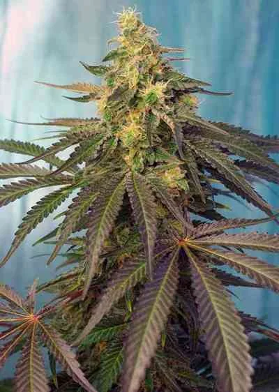 Cream Caramel Cbd