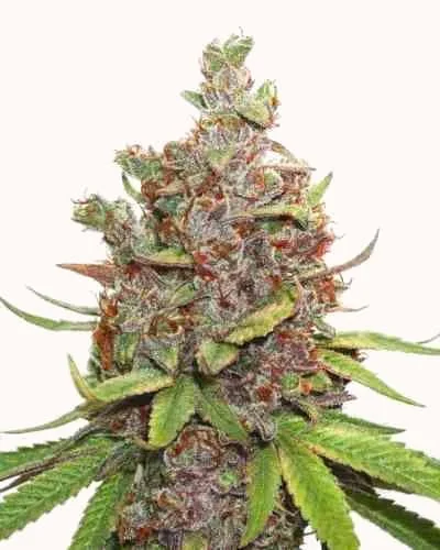 Glueberry Og