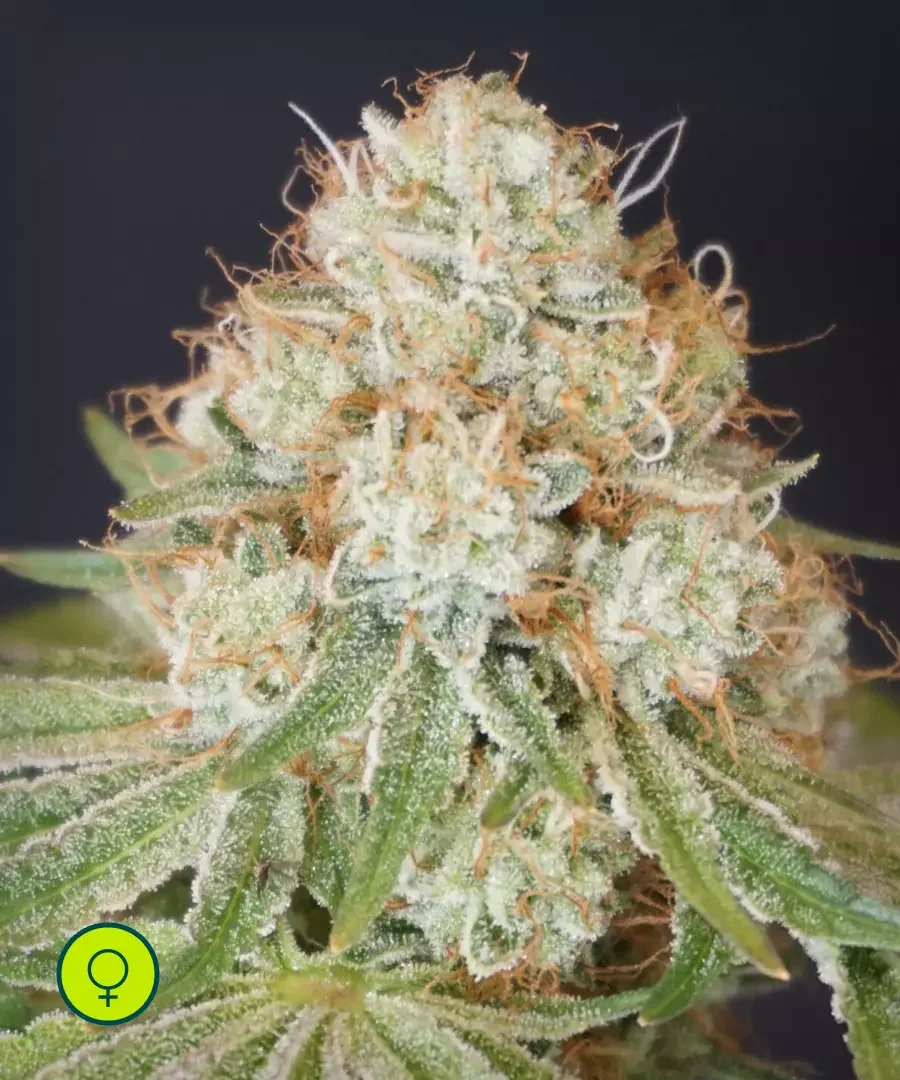 Rocky Melon