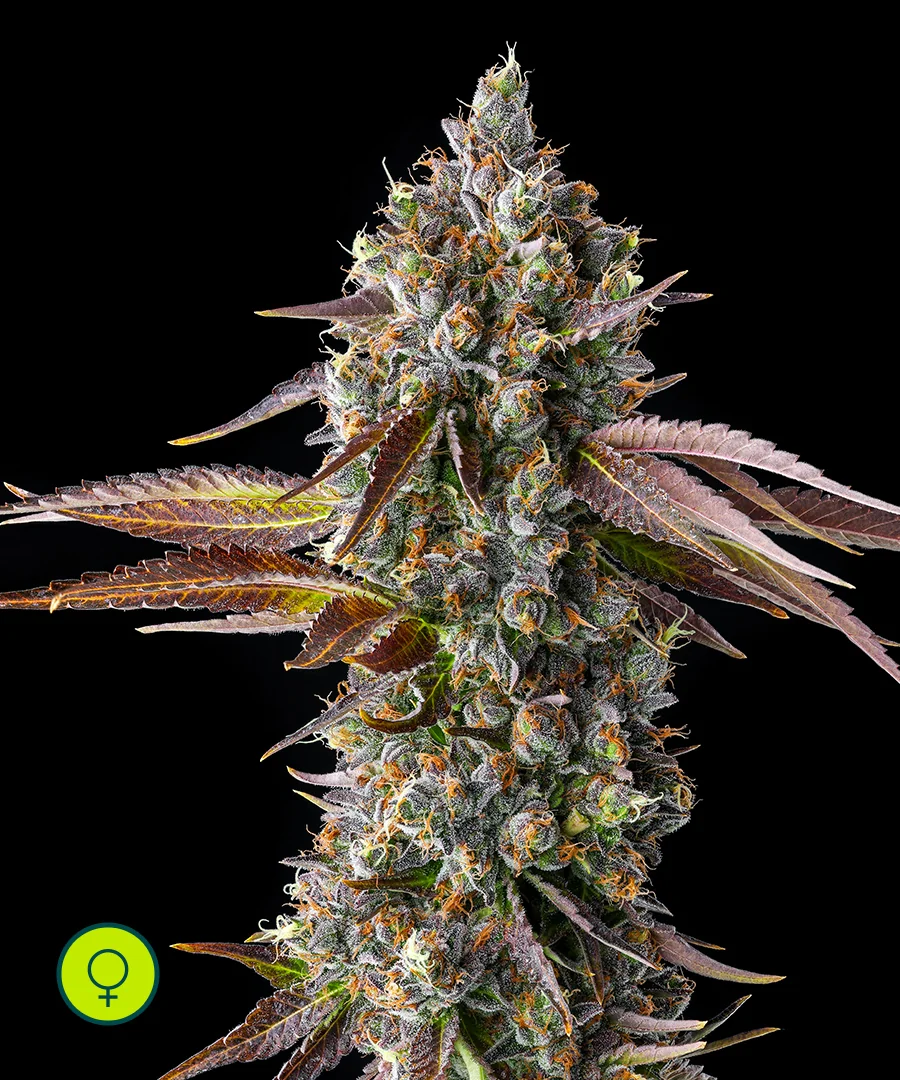 Strawberry Gorilla