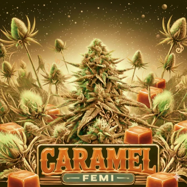 Caramelo 4