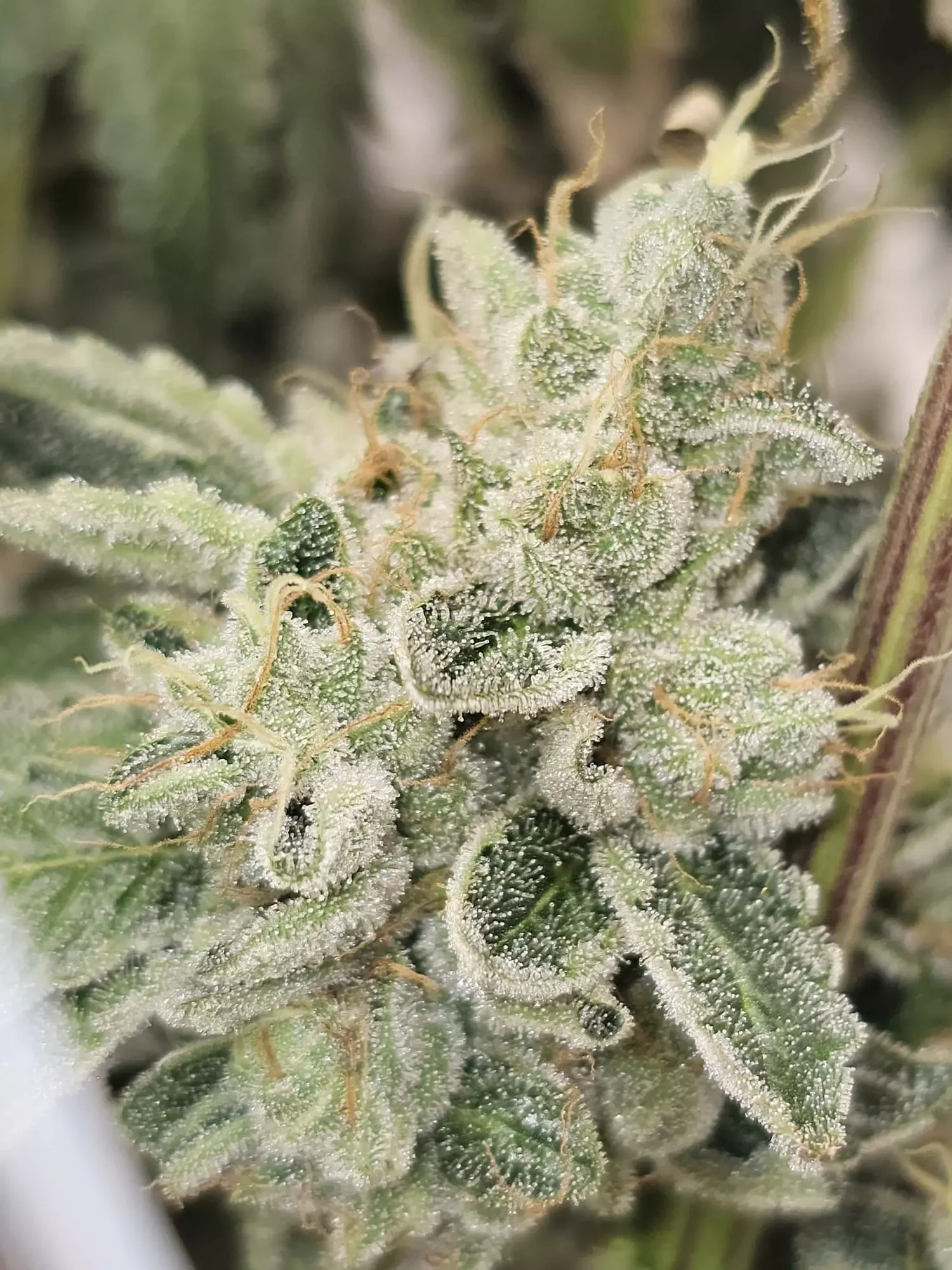 Club Kush 3