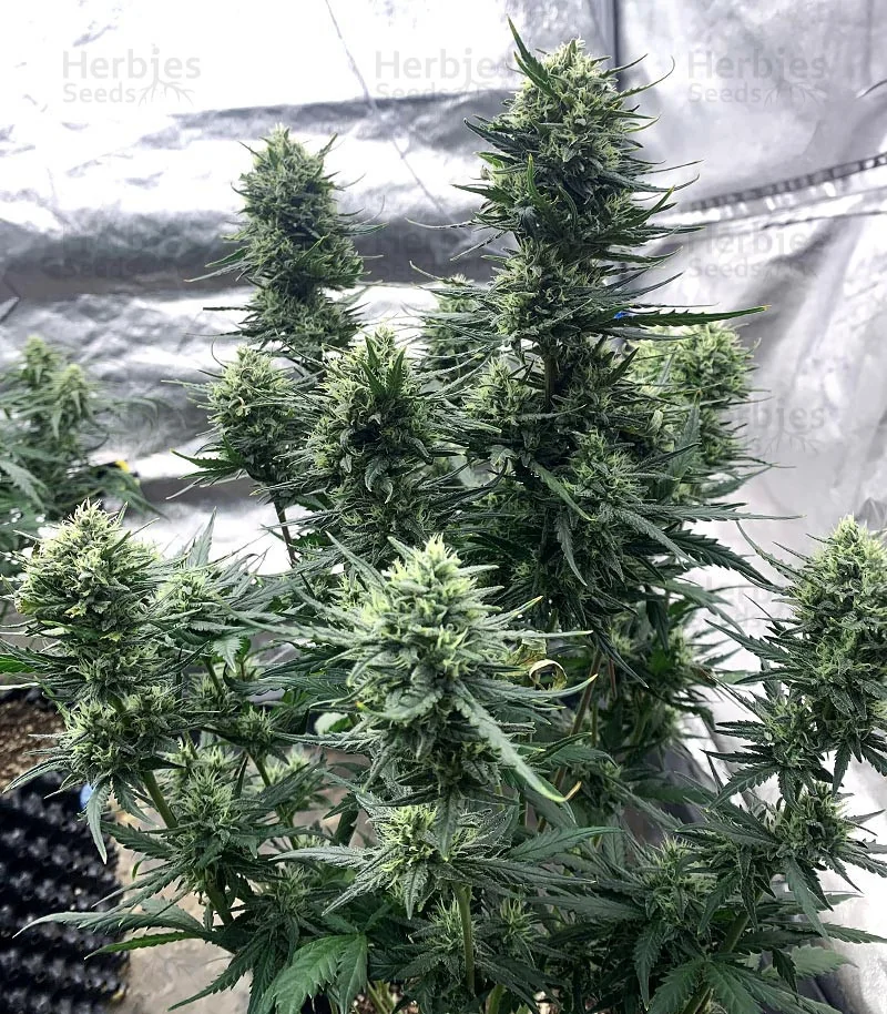 Sour Tropicana Latitudsurseeds 3