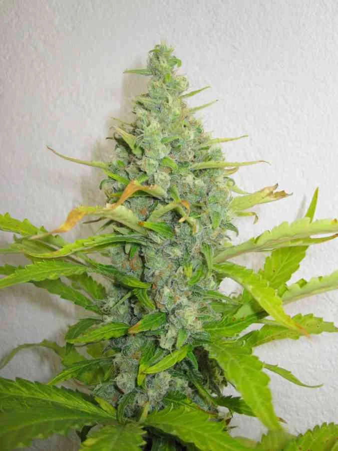 Skunk 3