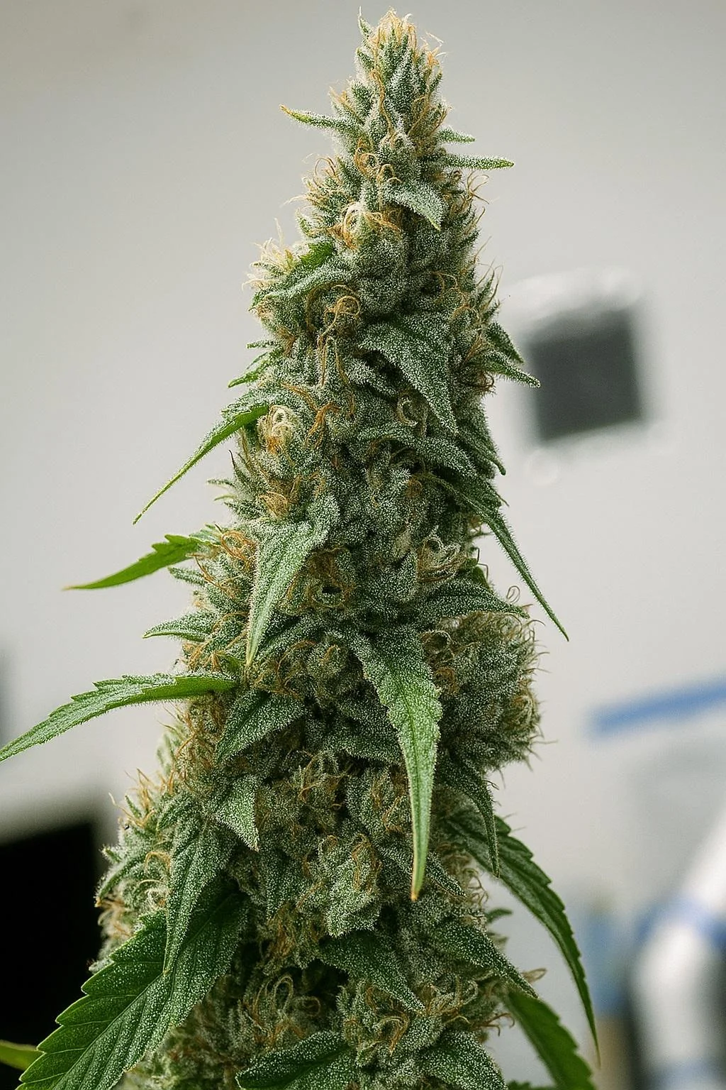 Estefan Purple City Genetics 4