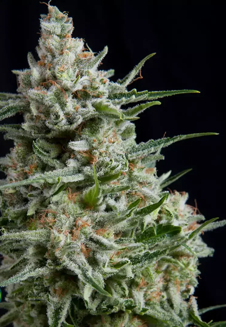Larry Og