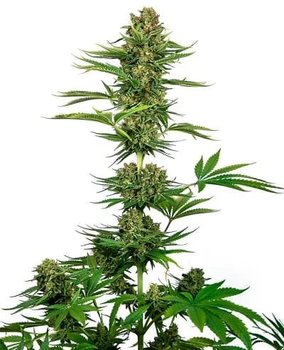 Black Domina