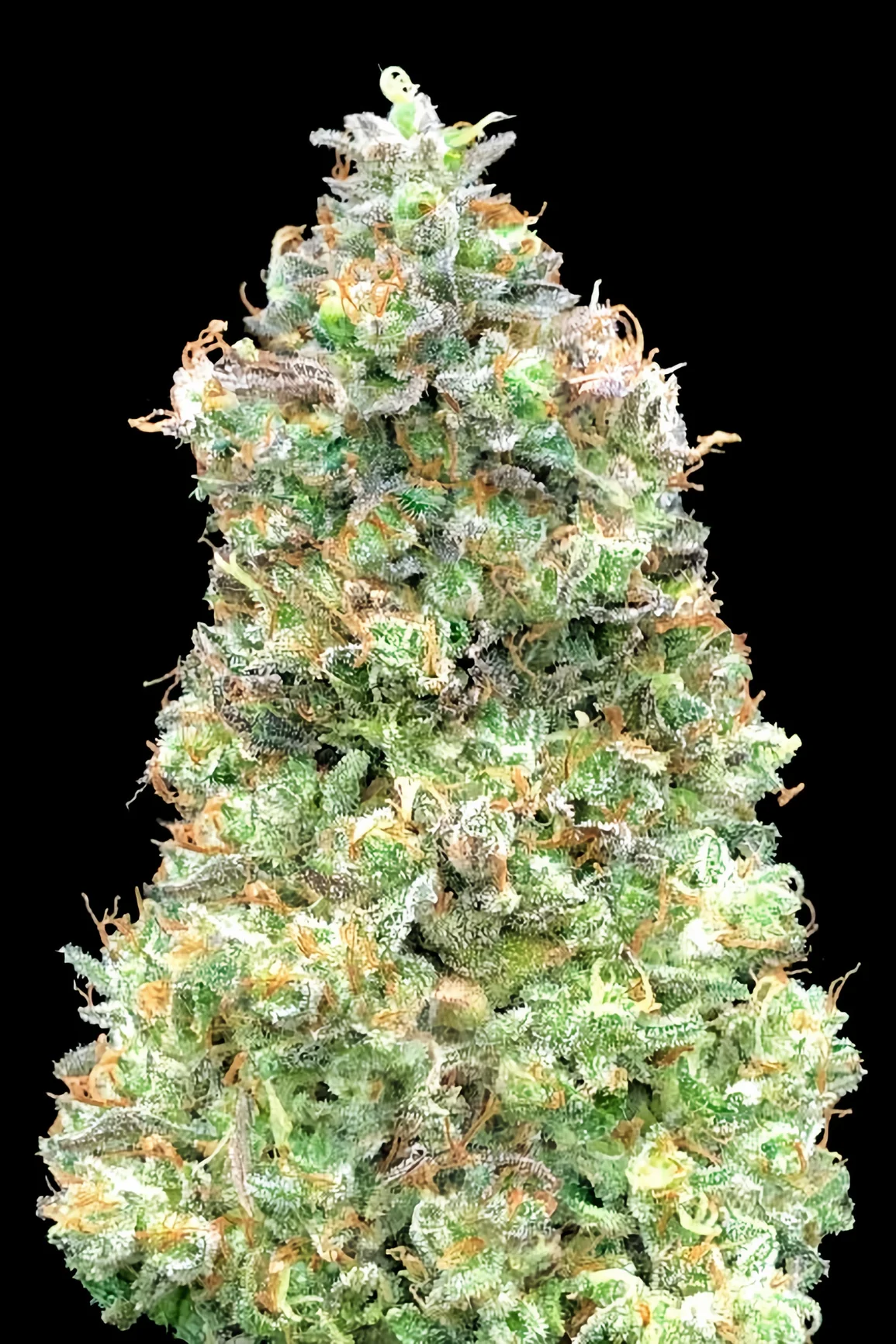Critical Soma