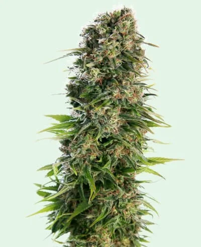 Hindu Kush 3