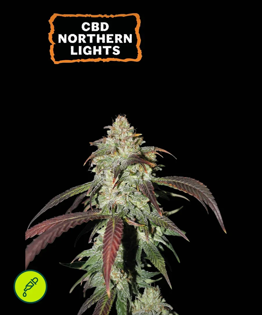 Northern Lights Cbd 2