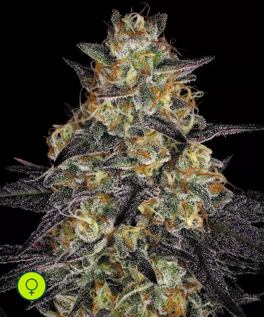 El Dorado Og