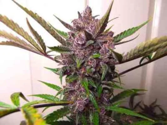 Blackberry Kush 3
