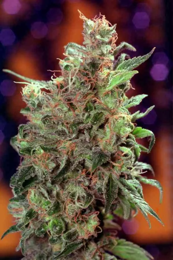 Californian Orange 3