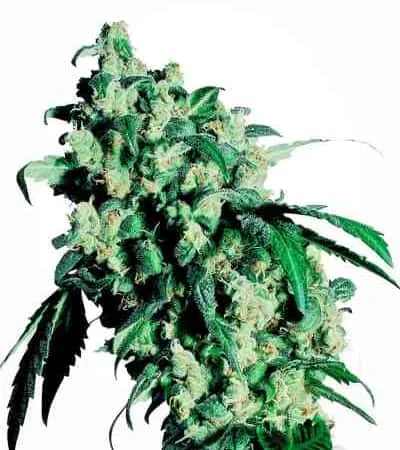 Super Skunk 4