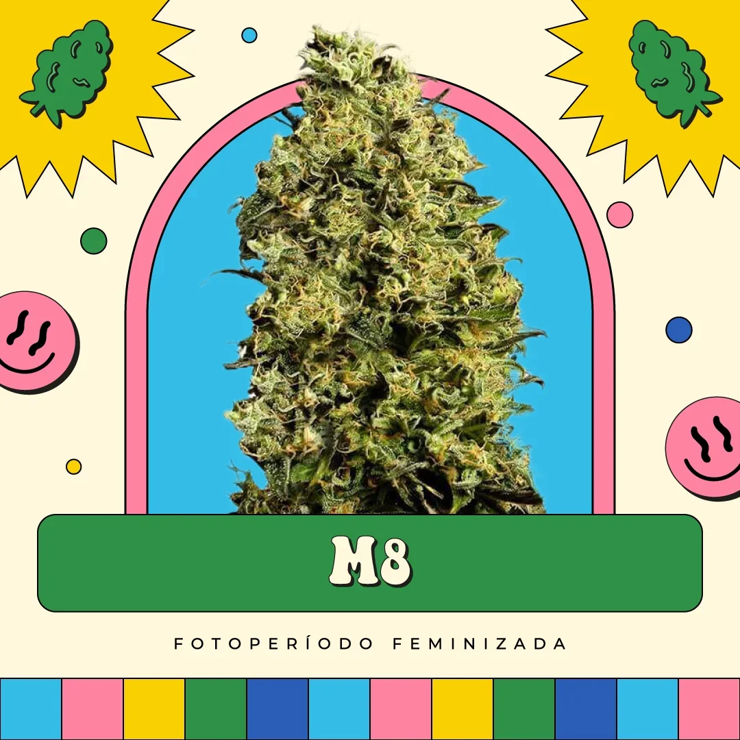 M8 2