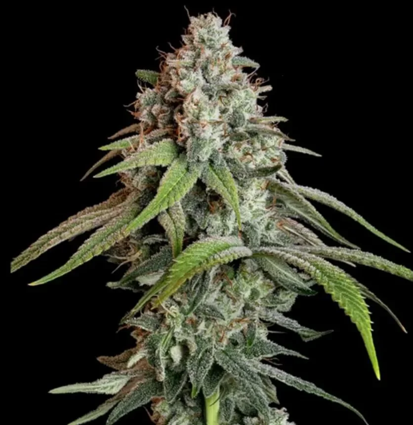 Colombian Gold
