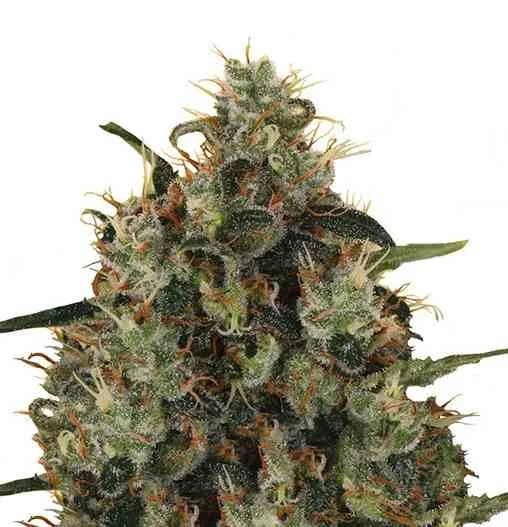 Medical Mass 2