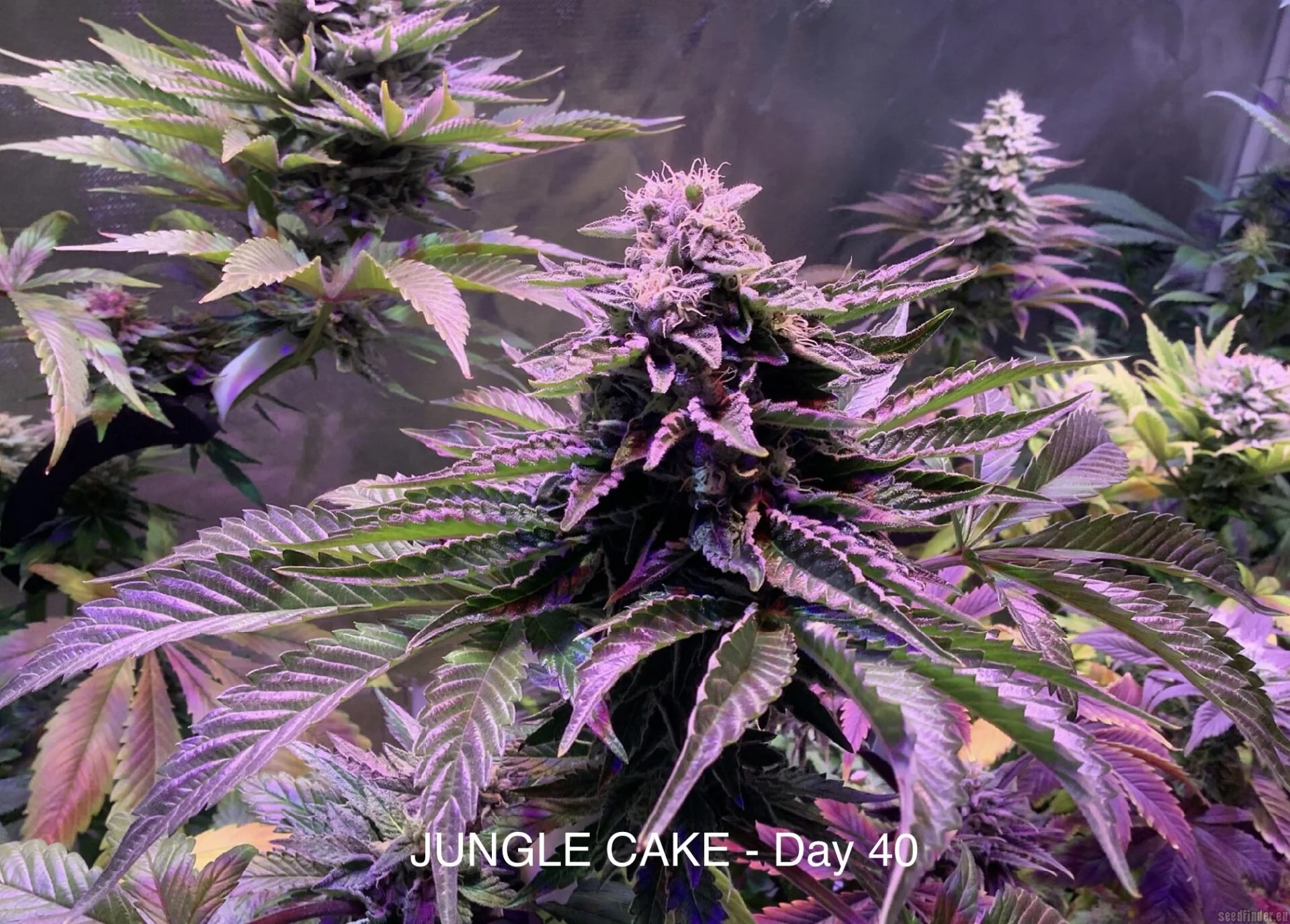 Jungle Cake 2