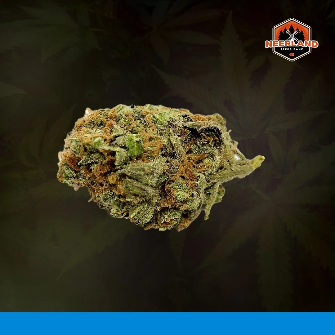 Critical Mass Cbd