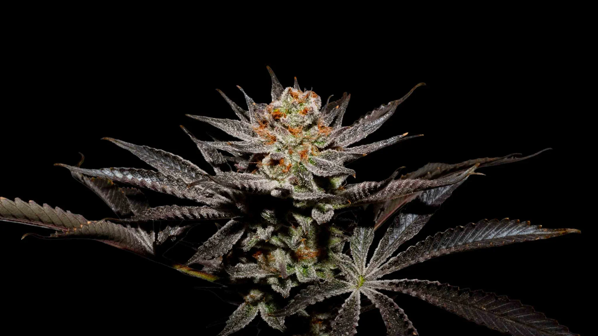 Fruity Juice